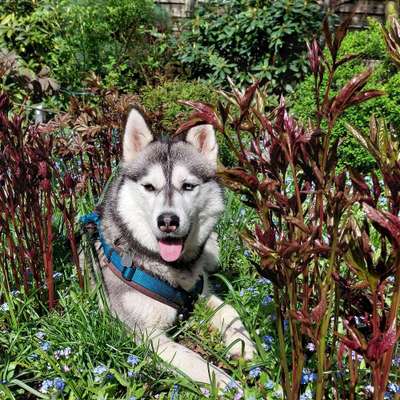 Hundetreffen-Hundetreffen in Beverstedt