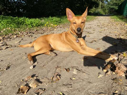 Hund aus dem Spanischen Tierschutz-Beitrag-Bild