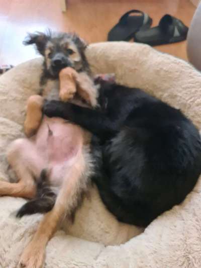 Die Dogorama Wochen Challenge "Friends will be Friends"-Beitrag-Bild