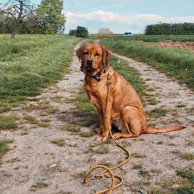 Hundetreffen-Trainingsspaziergang-Bild