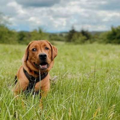 Hundetreffen-Spiel- und Trainingstreff-Bild