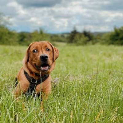 Hundetreffen-Spiel- und Trainingstreff-Bild