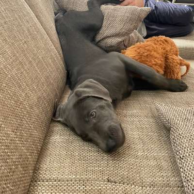 Hundetreffen-Gassi und Spielrunden-Bild