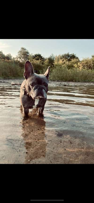 Hundetreffen-Bully Freunde für Fee-Bild