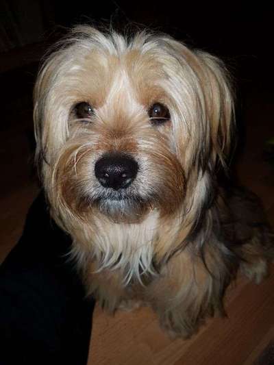 Welpenalergie ?-Beitrag-Bild