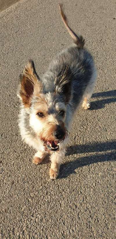 Dogorama Photo Challenge - Hundeblick zum hinschmelzen-Beitrag-Bild