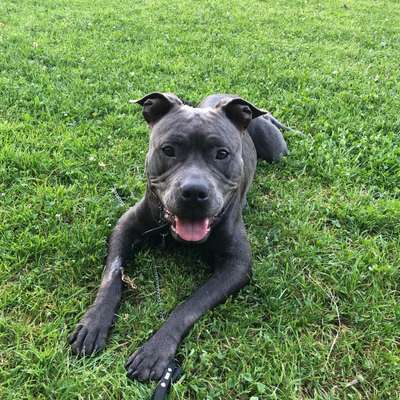 Hundetreffen-Hundefreunde zum spielen-Bild