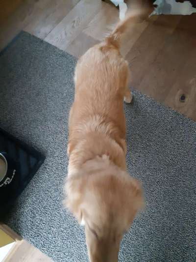 Golden Retriever Optimales Gewicht + Größe-Beitrag-Bild