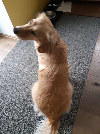 Golden Retriever Optimales Gewicht + Größe-Beitrag-Bild