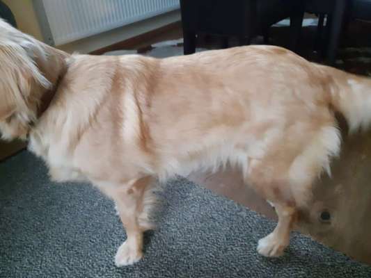 Golden Retriever Optimales Gewicht + Größe-Beitrag-Bild