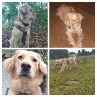 Wo sind die Golden Retriever Liebhaber?-Beitrag-Bild