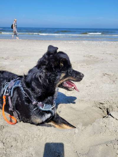 Fotosammlung: ,,Der natürliche Hund" Unbearbeitet, ungestellt und in Natura-Beitrag-Bild