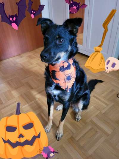 8. Collagen Challenge - Feste/Feierlichkeiten-Beitrag-Bild