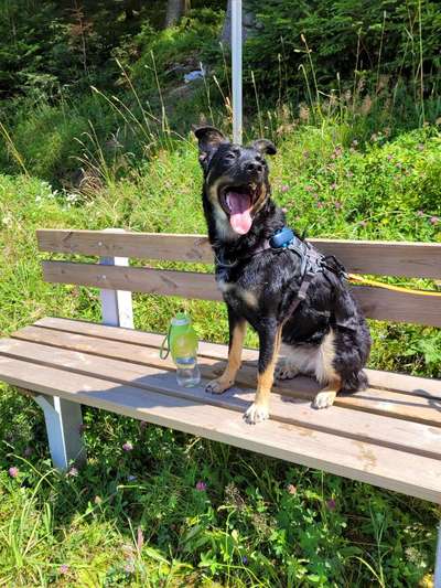 Dogorama Photo Challenge - Gassipause-Beitrag-Bild