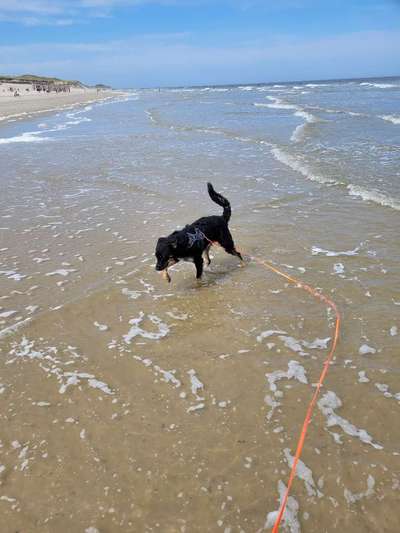 Hundeauslaufgebiet-Weiße Düne-Bild