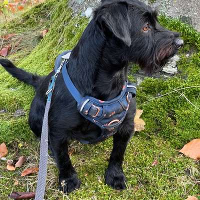 Hundetreffen-Kleine Hunde Treff-Bild