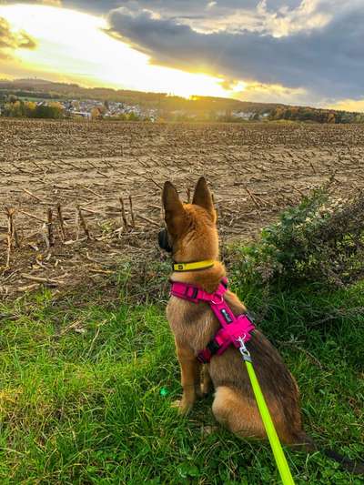 Schäferhund-Fans?-Beitrag-Bild