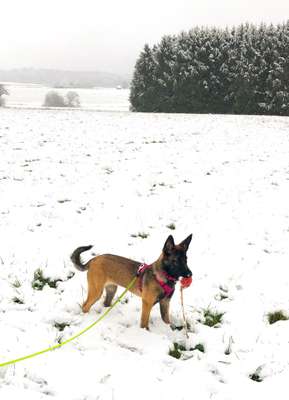 Schäferhund-Fans?-Beitrag-Bild