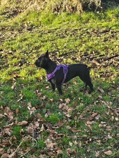 Hundetreffen-Spiel - oder Gassirunde-Bild