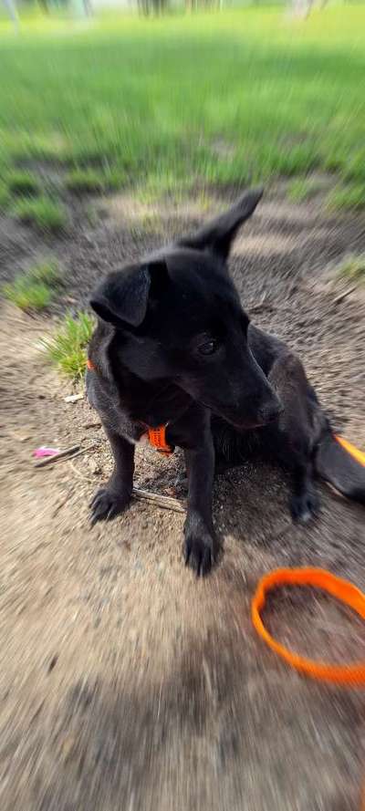 Mischlingshunde Foto Aufruf-Beitrag-Bild