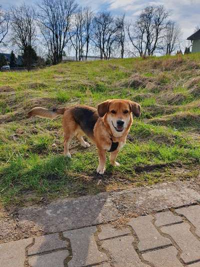 Hundeanhänger zu verkaufen für mittelgroße Hunde-Beitrag-Bild