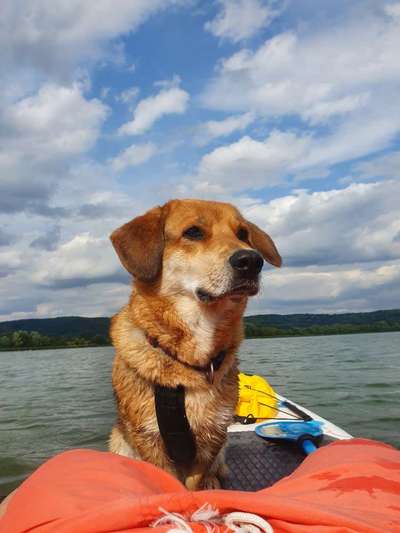 Paddelbord fahren mit Hund?-Beitrag-Bild