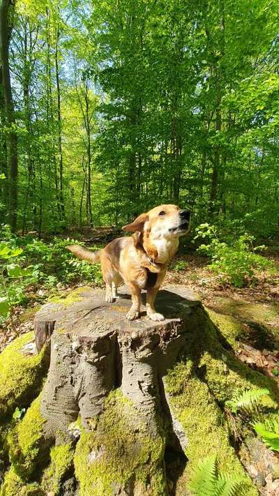 Hundetreffen-Gassirunde am Mühlhäuser Stadtwald-Bild