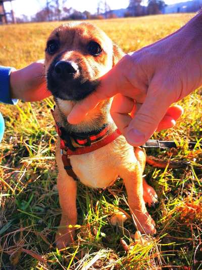 Welpen Bilder !-Beitrag-Bild