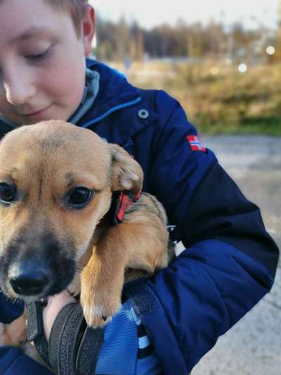 Welpen Bilder !-Beitrag-Bild