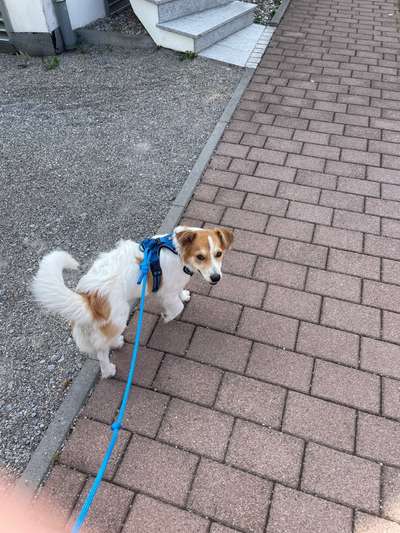 Hundetreffen-Suche Spielpartner mit Platz zum Toben-Bild