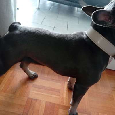 Hundetreffen-Amy sucht Freunde am liebsten französische Bulldoggen-Bild