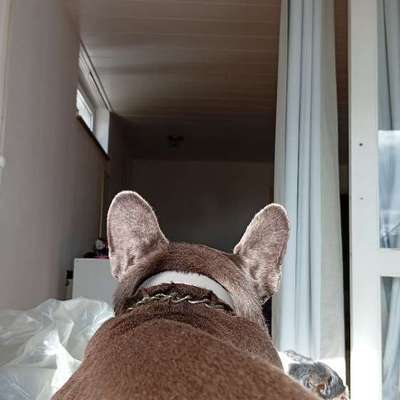 Freddys Kummerkasten-Beitrag-Bild