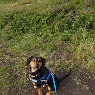 Hundetreffen-Durch den Kurpark-Profilbild