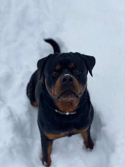 Rottweiler-Beitrag-Bild