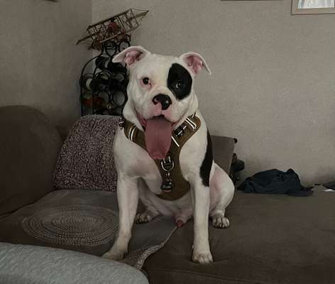 Reinrassige Hunde?-Beitrag-Bild