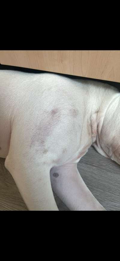 Auschlag oder milben ?-Beitrag-Bild