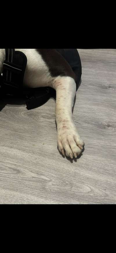 Auschlag oder milben ?-Beitrag-Bild