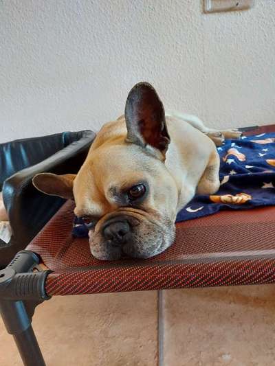 Zeigt her eure Frenchi-Beitrag-Bild