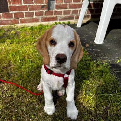 Hundetreffen-Welpen Treffen-Bild