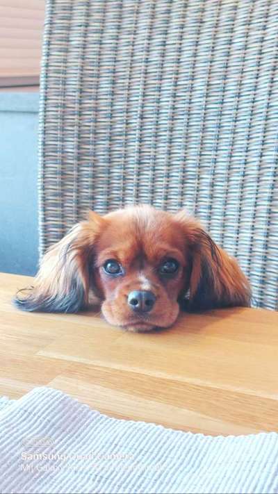 Gibt es hier auch Cavalier King Charles Spaniel Besitzer?-Beitrag-Bild