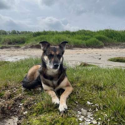 Hundetreffen-Social Walk für souveräne Hunde-Bild