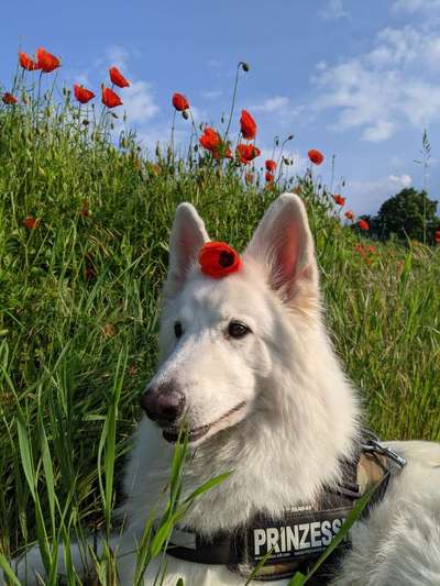 Die Dogorama Kalender Challenge Teil 3/4-Beitrag-Bild