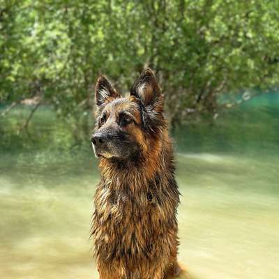 Hundetreffen-Gemeinsame Spaziergänge-Bild