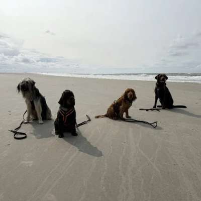 Giftköder-Training auf Langeoog-Bild
