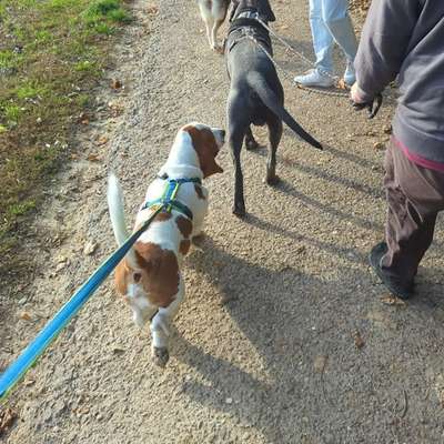 aktuelles Foto Gruppe Basset Hound und Basset-Mix