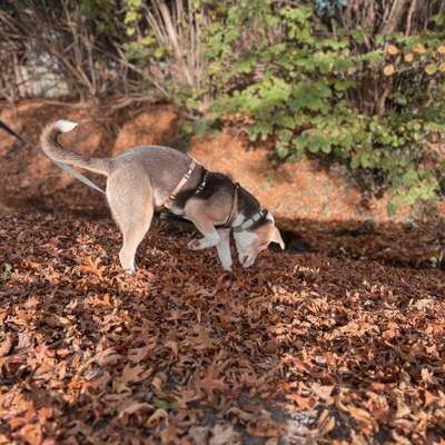 Hundetreffen-Spielfreunde-Bild