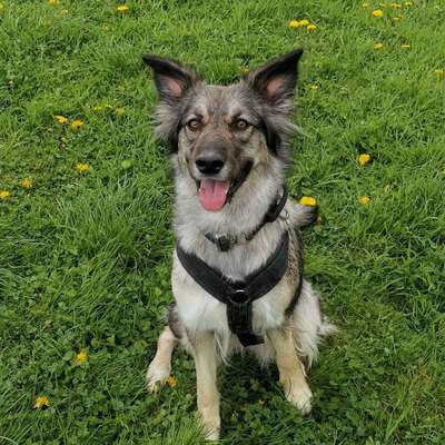 Hundetreffen-Gemeinsam trainieren-Bild
