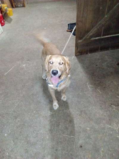 Wo sind die Golden Retriever Liebhaber?-Beitrag-Bild