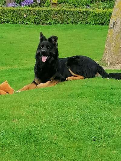 Schäferhund-Beitrag-Bild