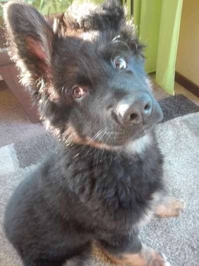 Zeige das lustigste Bild eures Hundis-Beitrag-Bild